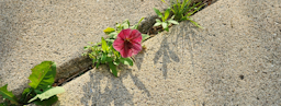 Pink flower growing through a crack in concrete pavement, surrounded by small green weeds